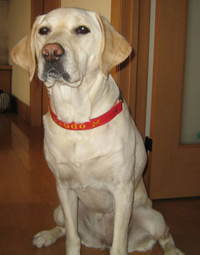 北海道札幌市 ラブラドールレトリバーのオペラちゃん(盲導犬キャリアチェンジ)