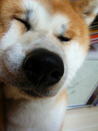 滋賀県東近江市　秋田犬の富士君です