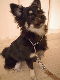 横須賀市　MIX犬のリンちゃんです。