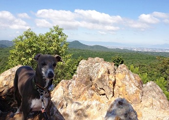 イタリアングレートハウンドのネギ君　飼い主さんと一緒に山登りもしています