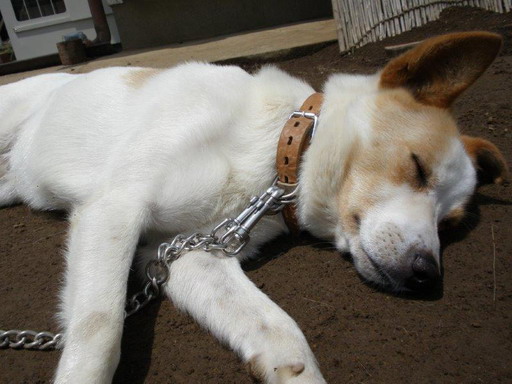 茨城県坂東市　Yさまのワンちゃんのミックス犬　フクくんです　お昼寝中です