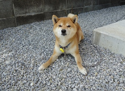 静岡県 浜松市 Hさまのワンちゃん　柴犬の　デンスケ　です