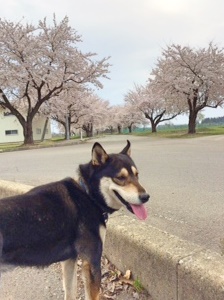 秋田県 横手市 Hさまのワンちゃん　桜のお花見に出掛けた　黒柴の　くろちゃん！　です