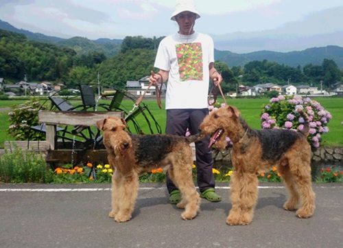 高知県 四万十市 Yさまのワンちゃん　素敵なお散歩コースで撮ったエアデールテリアの　コー君とリー君　です