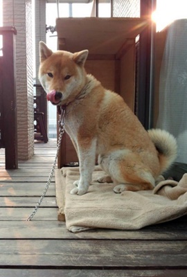 いわき市 Mさまのワンちゃん　毛布の上でお座りする柴犬の　モモタロウくん　です