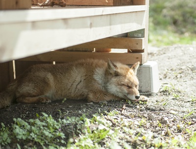 滋賀県 Hさまのキツネ　小屋の下で眠っているホンドギツネの　ネムくん