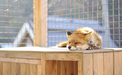 滋賀県 Hさまのキツネ　小屋の上で日向ぼっこをしながら眠っているホンドギツネの　ネムくん