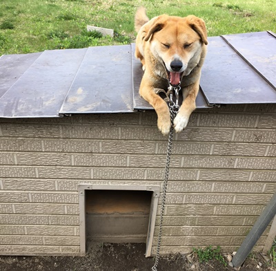 青森県 三戸郡 Sさまのワンちゃん　自分の小屋の上でくつろいでいる　ミックス犬の　ジャックくん　です