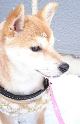 宮城県 仙台市 Kさまのワンちゃん　雪の中にいる　柴犬の　花子ちゃん　です