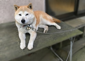 千葉県　Oさまのワンちゃん　机の上で寛ぐ柴犬の　あお君（房松碧号君）　です