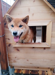 岐阜県　中津川市 Kさまのワンちゃん　小屋から顔を出している柴犬の　るぅ　くんです