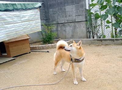堺柏市　Nさまのワンちゃん　お庭で過ごしている柴犬の　ゴンタ君　です