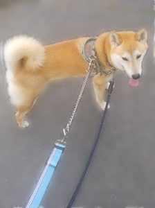 堺柏市　Nさまのワンちゃん　注文されたリード用チェーン金具を使っている柴犬の　ゴンタ君　です