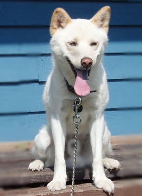 北海道　Nさまのワンちゃん　アイヌ犬（北海道犬）のミックス犬　コメット君です