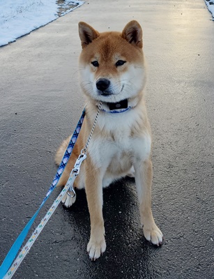 愛知県　西尾市　Tさまのワンちゃん　雪が止んだ後、お散歩途中の柴犬のソラ君　です