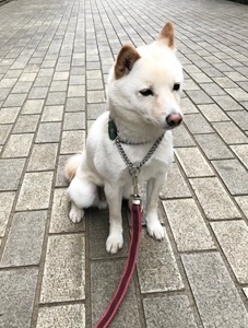 東京都　豊島区　Oさまのワンちゃんお直し加工したハーフチョーク首輪をした柴犬のコタロウ君　です