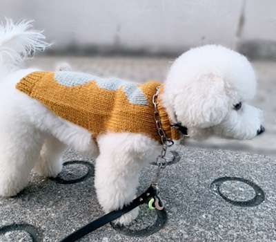 セーターの上からチョークチェーンを付けている白い被毛のビションフリーゼ　つぶちゃんです