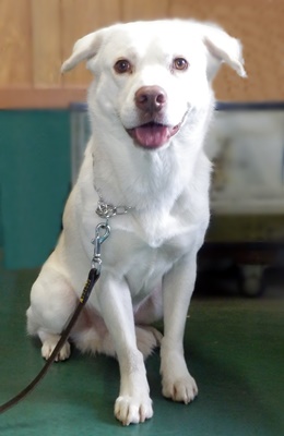 大阪府　東大阪市　Hさまのワンちゃん ドイツタイプチェーンカラーを付けてお座りする　母犬がラブラドールレトリバーのミックス犬の　はるまくん　です