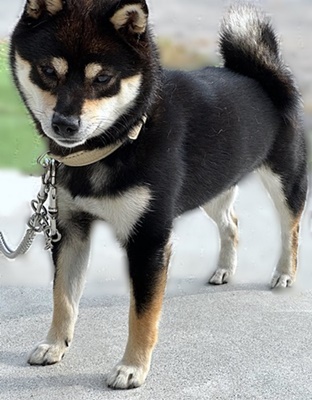 大分県　日田市　Sさまのワンちゃん 係留場所にいる　黒い柴犬（豆しば）の　あめちゃん　です