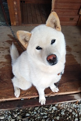 長野県　Kさまのワンちゃん 白い毛並みの柴犬　白寿ちゃん（愛称　はくちゃん）　です