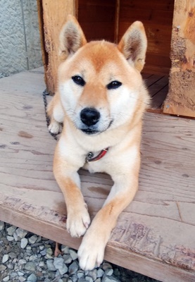 長野県　Kさまのワンちゃん 犬小屋の中で生まれて間もない子犬たちのお世話をする茶色い毛並み（赤柴）の柴犬　千寿ちゃん（愛称　せんちゃん）　です