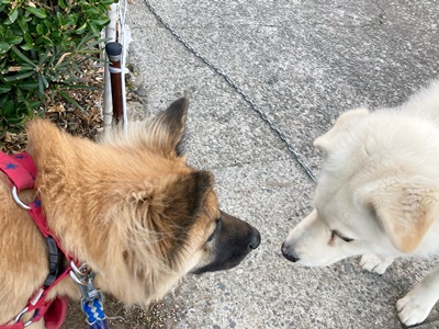 熊本県　Mさまのワンちゃん 訪ねてきたコテツ君のお友達の白いワンちゃん　シロちゃんとお互いに見つめあう　ミックス犬の　コテツ君　です