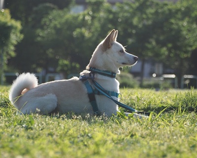 東京都杉並区 芝生の上でお腹を付けて右向きにお座りをして遠くを見つめているミックス犬のブルーノくん　です