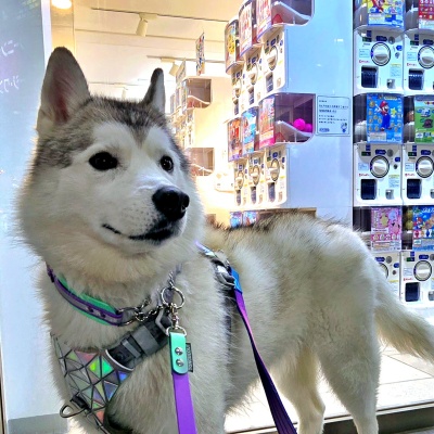 東京都　中野区　Kさまのワンちゃん　カプセル問いのお店の前で佇むシベリアンハスキーの　シーラちゃん　です