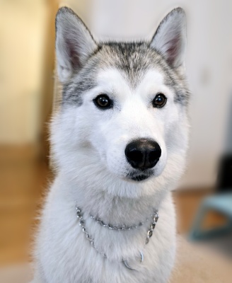 東京都　中野区　Kさまのワンちゃん　お座りをしているシベリアンハスキーの　シーラちゃん　です
