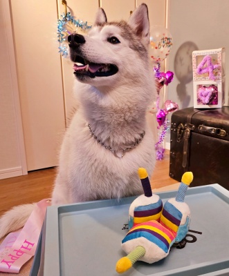 東京都　中野区　Kさまのワンちゃん　4歳のお誕生日を祝ってもらっているシベリアンハスキーの　シーラちゃん　です