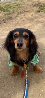 大阪府　大阪市　Ｙさまのワンちゃん　犬服を着てお座りするミニチュアダックスフンドの　モクくん　です