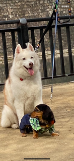 阪府　大阪市　Ｙさまのワンちゃん　先住犬であるシベリアンハスキーのクリス君と一緒にお散歩中のミニチュアダックスフンドのモクくん　です