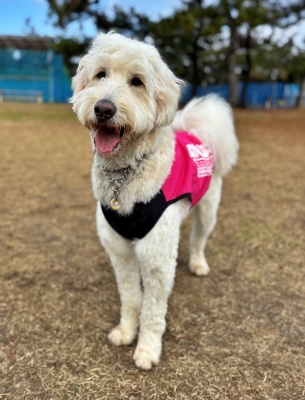 新潟県　新潟市　Nさまのワンちゃん　犬服を着て笑顔を見せるゴールデンドゥードルの　バディくん　です