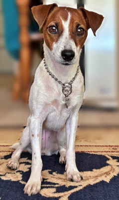 静岡県 Mさまのワンちゃん ジャックラッセルテリア(スムースタイプ)の イリコちゃん です