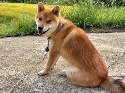 新潟県 Yさまのワンちゃん 柴犬の フクくん です