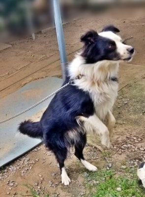 愛知県 Hさまのワンちゃん ボーダーコリーの ムクくん です