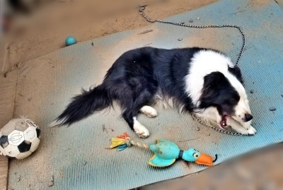 愛知県 Hさまのワンちゃん 横に大好きなおもちゃを置いて、シートの上で眠っているボーダーコリーの ムクくん です