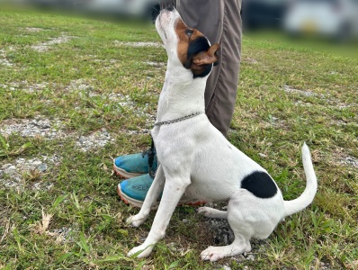 静岡県 Mさまのワンちゃん ジャックラッセルテリア(スムースタイプ)の イリコちゃん です