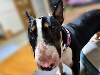 埼玉県 Hさまのワンちゃん ブルテリアの 恵太くん です