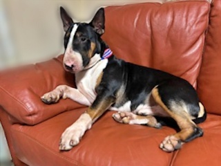 埼玉県 Hさまのワンちゃん ソファに寝そべっているブルテリアの 恵太くん です