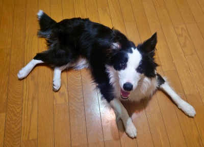 神奈川県　Oさまのワンちゃん　ボーダーコリーの　ノアールくん　です