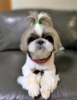 福岡県 Mさまのワンちゃん シーズーの うみくん です