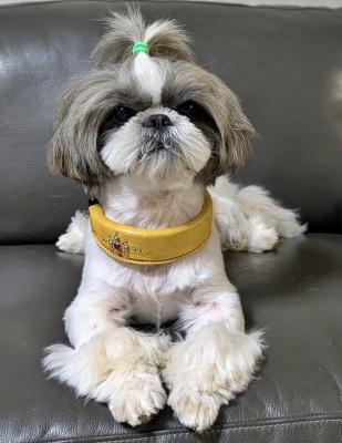 福岡県 Mさまのワンちゃん シーズーの うみくん です