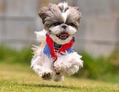 福岡県 Mさまのワンちゃん シーズーの うみくん です