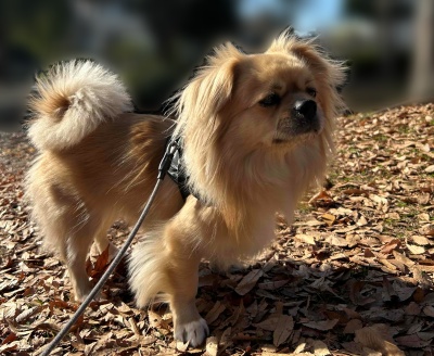 京都府　Mさまのワンちゃん　チベタンスパニエルの　とら吉くん　です