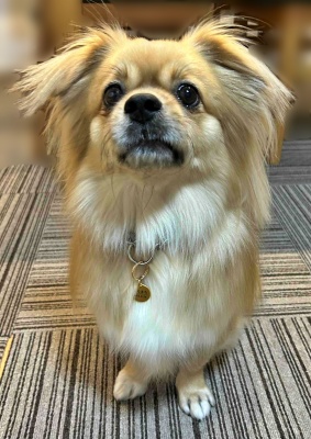 京都府　Mさまのワンちゃん　お座りしてこちらを見つめるチベタンスパニエルの　とら吉くん　です