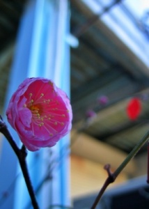 咲き始めた工場の植木鉢の紅梅の花