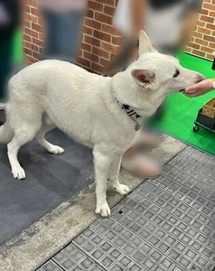 試食中のホワイトシェパードさん