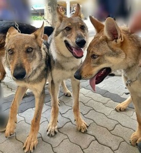 チェコスロバキアウルフドッグの兄弟