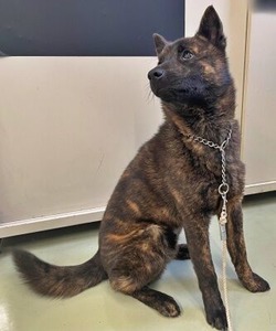 甲斐犬の國士くん